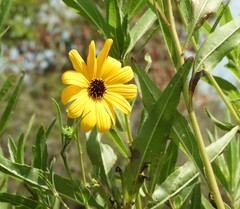 Helianthus agrestis