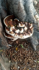 Ganoderma polychromum
