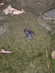 Lithobates sphenocephalus