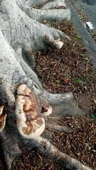 Ganoderma polychromum