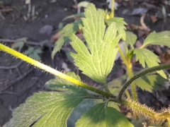 Ranunculus pensylvanicus