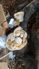 Ganoderma polychromum