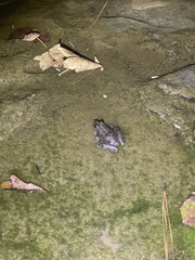 Lithobates sphenocephalus