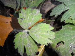 Ranunculus pensylvanicus