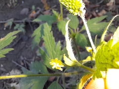 Ranunculus pensylvanicus