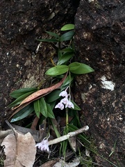 Dendrobium kingianum