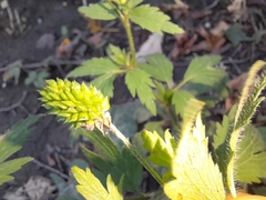 Ranunculus pensylvanicus