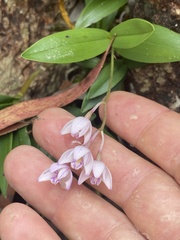 Dendrobium kingianum