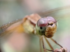 Neurothemis intermedia