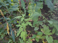 Ranunculus pensylvanicus