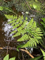 Dryopteris expansa