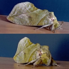 Eudocima hypermnestra