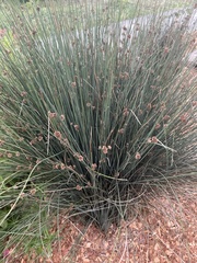 Juncus patens