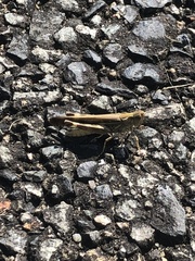 Aiolopus thalassinus tamulus