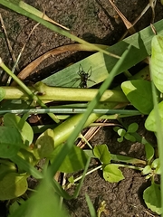 Clubionidae