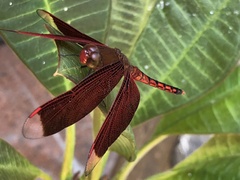 Neurothemis taiwanensis