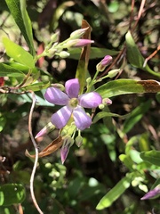 Billardiera cymosa