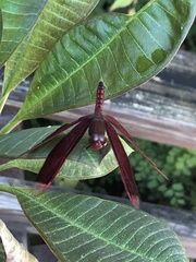 Neurothemis taiwanensis