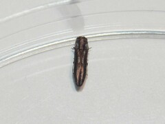 Agrilus addendus
