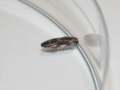 Agrilus addendus