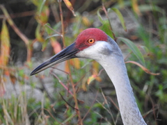 Antigone canadensis pratensis
