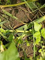 Clubionidae