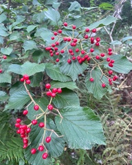 Viburnum dilatatum