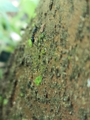 Clubionidae