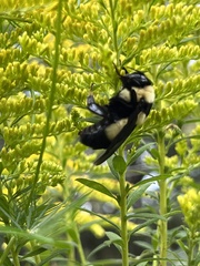 Bombus fraternus