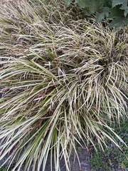 Miscanthus sinensis