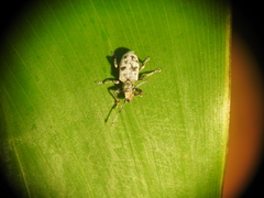 Myllocerus undecimpustulatus