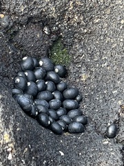 Nerita picea