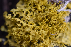 Vulpicida juniperinus