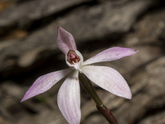 Caladenia fuscata