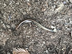 Plestiodon skiltonianus