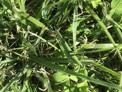 Atractomorpha sinensis sinensis