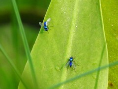Condylostylus mundus