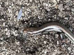 Plestiodon skiltonianus