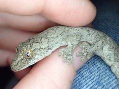 Strophurus intermedius