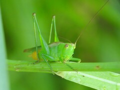 Conocephalus cinereus