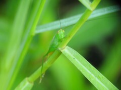 Conocephalus cinereus