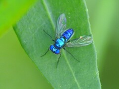 Condylostylus mundus