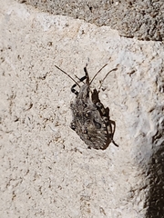 Brochymena