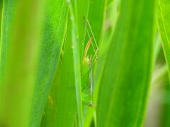 Conocephalus cinereus