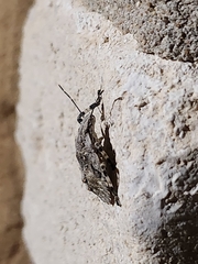 Brochymena