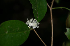 Eugenia crenularis