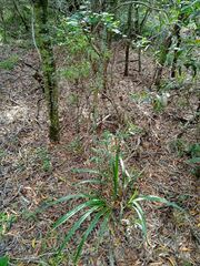 Dianella adenanthera