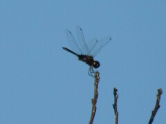 Macrodiplax balteata