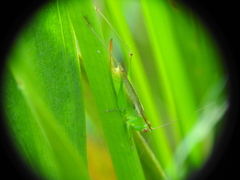 Conocephalus cinereus