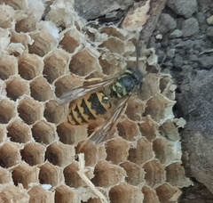 Vespula flavopilosa